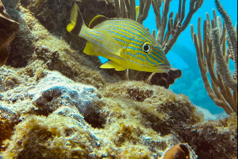 Key West: Scuba Diving Refresher Course