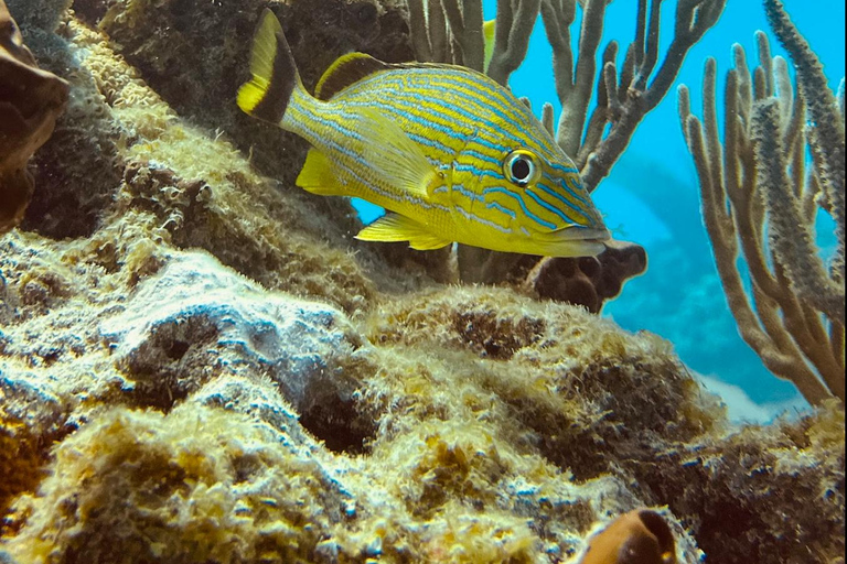 Key West: Scuba Diving Refresher Course