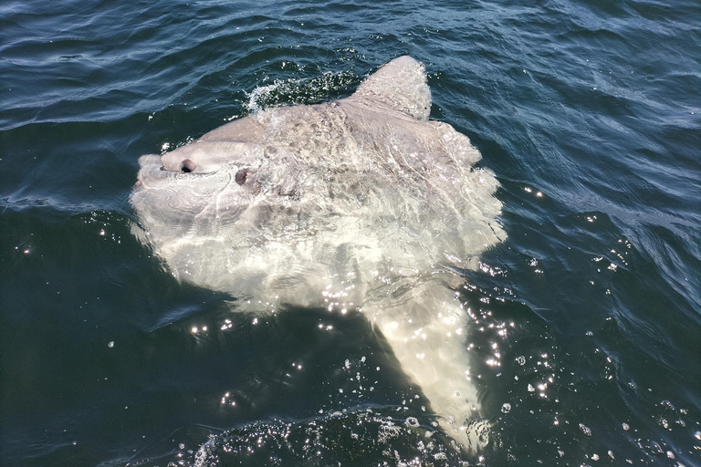 Kaapstad: safari op zee vanuit V&amp;A Waterfront