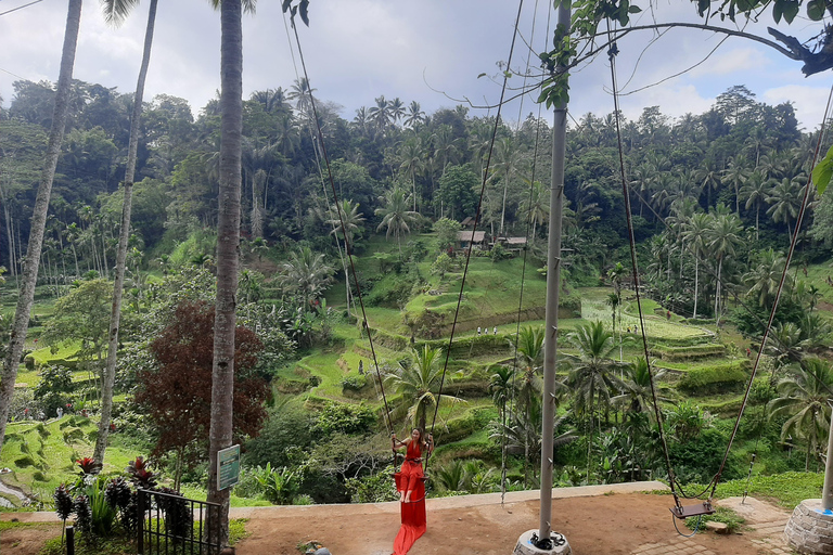Ubud: foresta delle scimmie, terrazzamenti di riso e cascata