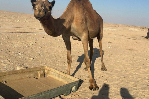 Salalah: Sunset desert safari tour in salalah(private tour) Desert Sunset with Dinner