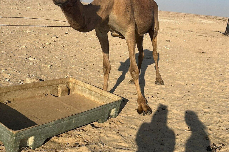 Salalah: Sunset desert safari tour in salalah(private tour) Desert Sunset with Dinner