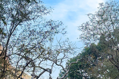 Excursión de un día a Sariska: emocionante safari de tigres con desayunoTour privado con transporte y desayuno.