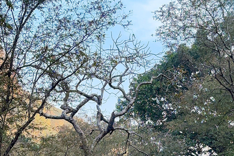 Excursión de un día a Sariska: emocionante safari de tigres con desayunoTour privado con transporte y desayuno.