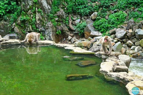 Nagano: Snow Monkeys, Zenko-ji Temple, and Lake Nojiri Tour