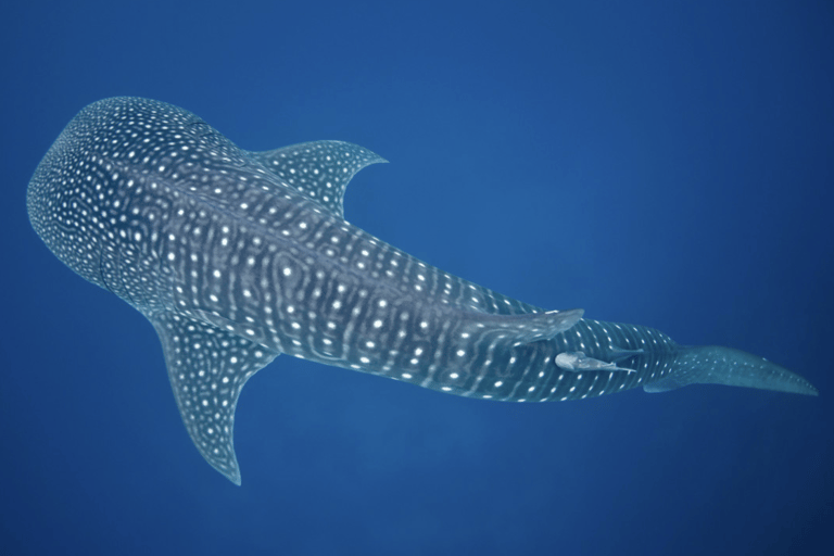 Boracay Whale Shark Watching with Transfer (Libertad)