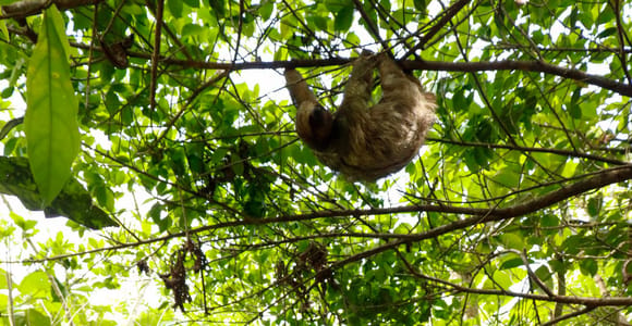 La Fortuna: Rio Celeste Tour with Sloths, Coffee & Chocolate