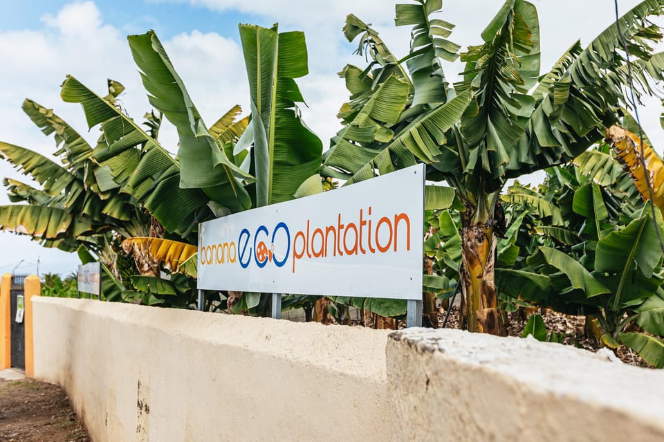 La Orotava, Ecological Banana Plantation Guided Tour - Housity