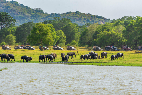 Safari w Parku Narodowym Minneriya z Kandy