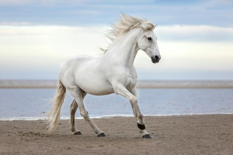 Mezraia: Horseback Ride with Photo Shoot Experience