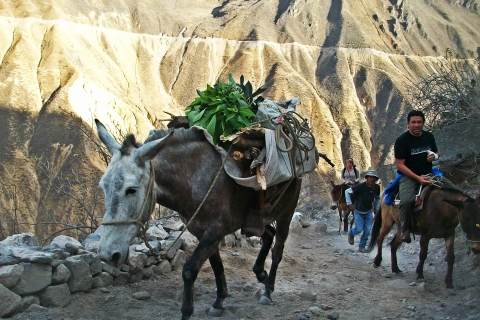 Arequipa: 2-Day Colca Canyon Trekking Tour