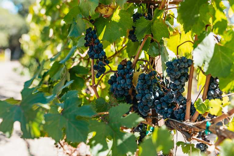 San Francisco: tour di mezza giornata nel paese del vino con degustazioniSan Francisco: tour nel paese del vino con degustazioni