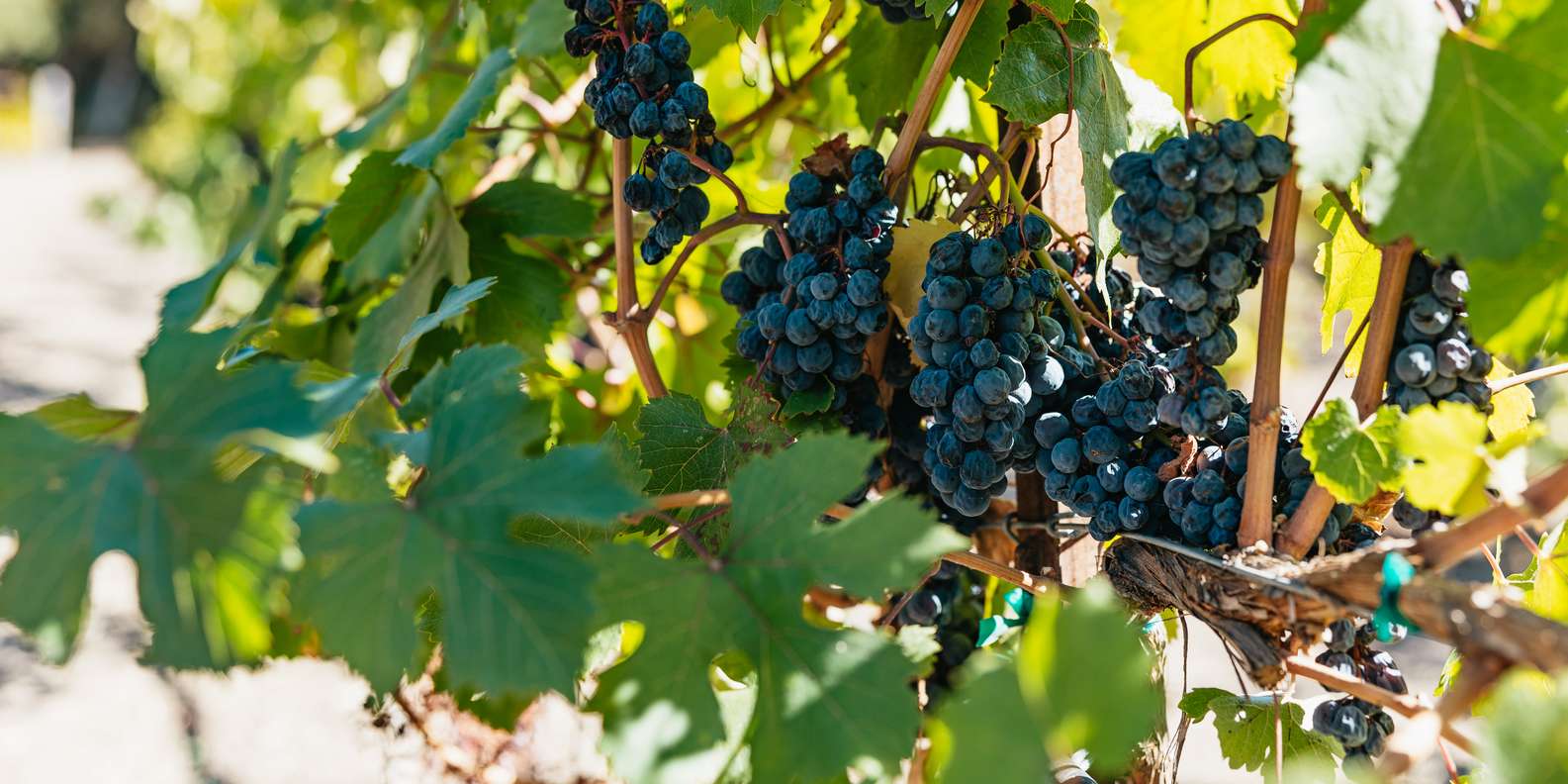 San Francisco: Half-Day Wine Country Excursion with Tastings