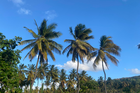 Santiago: Visit the largest banana and coconut plantation & botanical garden From the Beach: Visit a Banana and Coconut Plantation & Botanical Garden with Tastings