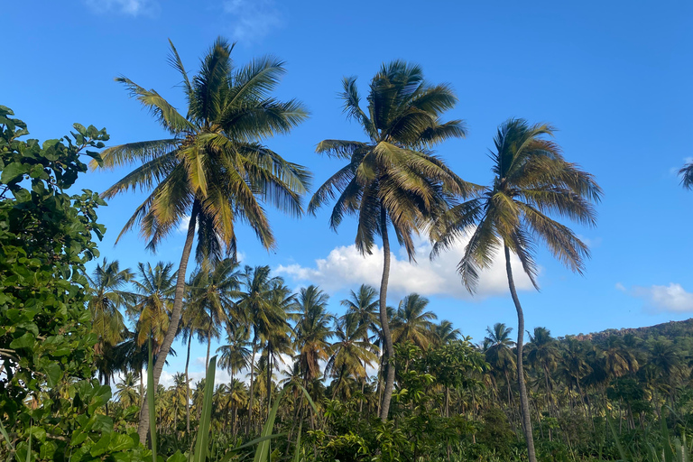 Santiago: Visit the largest banana and coconut plantation & botanical garden From the Beach: Visit a Banana and Coconut Plantation & Botanical Garden with Tastings