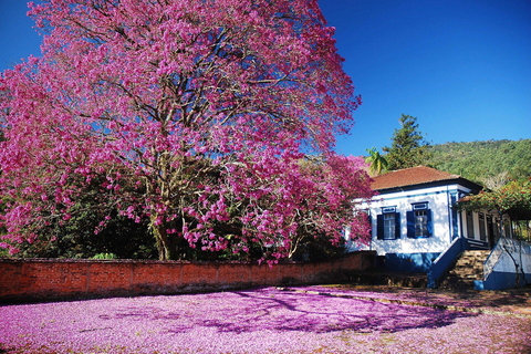 São Paulo: Monte Alegre do Sul Birdwatching Day Trip