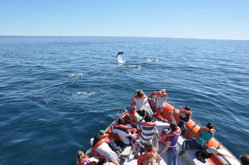 Dolphin watching and boat trip in Puerto Madryn