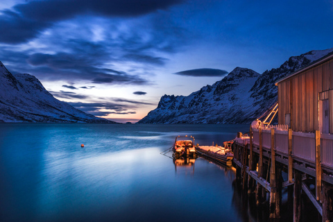 Da Tromsø: Tour panoramico dei fiordi e della fauna artica in auto