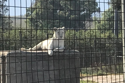 Kapstaden: Taffelberget och stellenbosch Big Cats Park