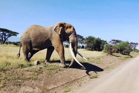 Nairobi: Wycieczka 1-dniowa do Parku Narodowego Amboseli z lunchem