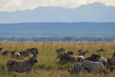 Från Zanzibar: Mikumi Safari med tvåmotorigt flygplan + lunchMikumi Safari – utan transfer