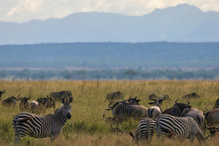 Från Zanzibar: Mikumi Safari med tvåmotorigt flygplan + lunchMikumi Safari – utan transfer