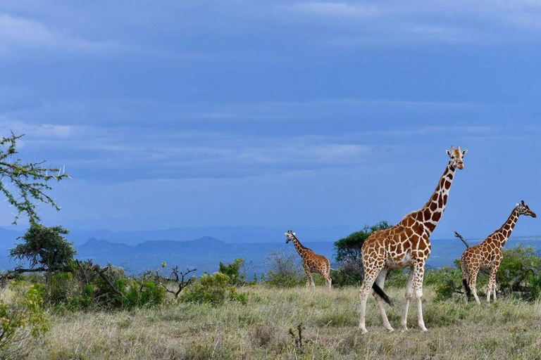 4 days Tsavo East, Amboseli and saltlick lodge safari
