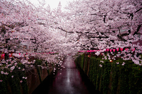 Tokyo: Mt. Fuji & Hakone Private Day Trip with Guide