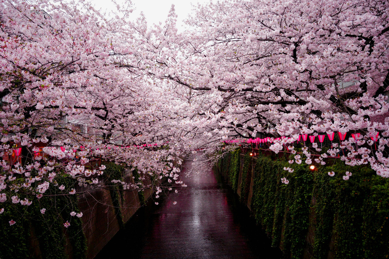 Tokyo: Mt. Fuji & Hakone Private Day Trip with Guide