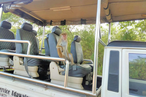 Safari en elefante Udawalawe con traslado desde Galle