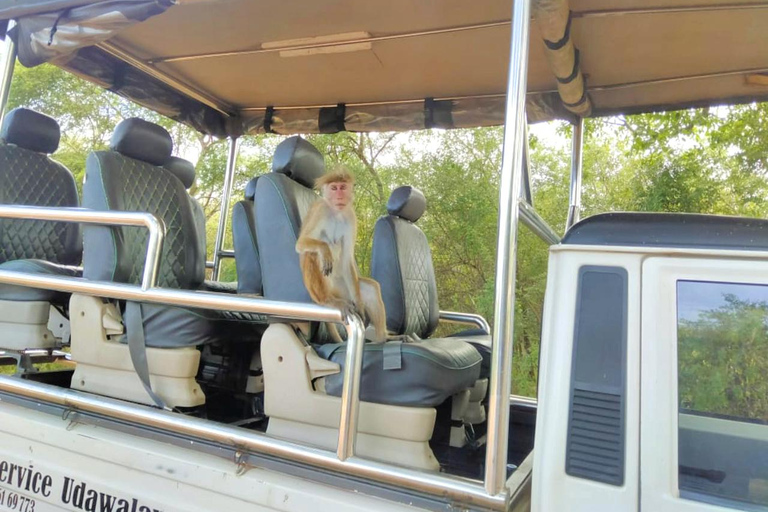 Safari en elefante Udawalawe con traslado desde Galle