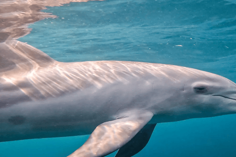 Maputo: Dolphin Swim Tour in Ponta do Ouro