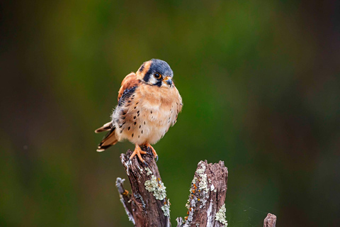 Cusco: Hummingbird Sanctuary Tour — 30+ Bird Species with transfers