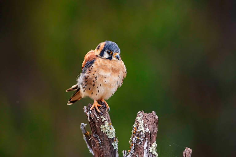 Cusco: Hummingbird Sanctuary Tour — 30+ Bird Species with transfers