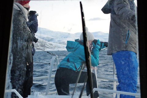 Safari marino a Tromsø