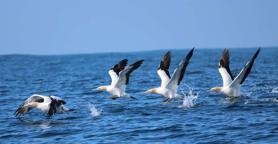 Afbeelding 4 van Gansbaai: Zee Big 5 Rondvaart