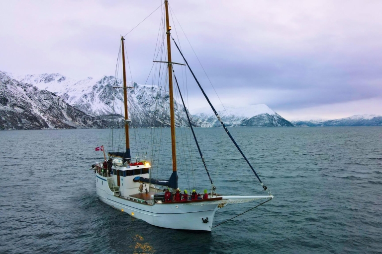 Tromso: Frozen Fjord Yacht Cruise with Lunch
