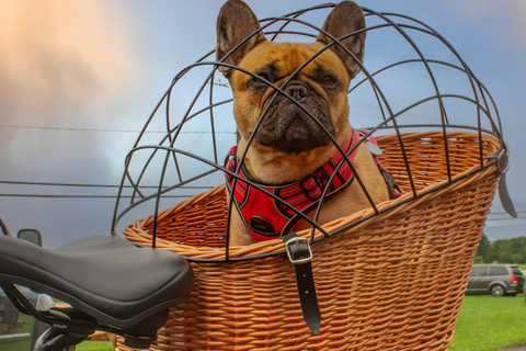 QuebecCity:ebike tours ,parks,public market and microbrewry