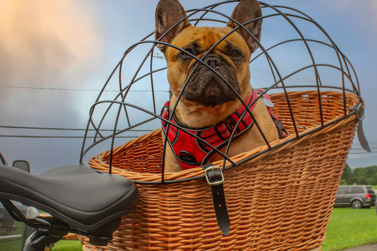 QuebecCity:ebike tours ,parks,public market and microbrewry