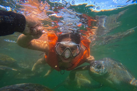 From Tumbes/Zorritos: Whale Watching & Sea Turtle Swim Tour