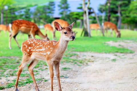 1-Tages-Kyoto-Nara-Tour, Niedliche-Hirsch-Tour Klassische Panorama-Tour