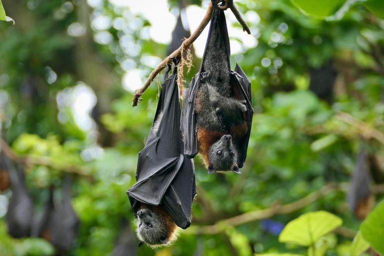 Sydney: Flying Fox Tour, Australia's Largest Bats Flying Fox Tour: Sydney's only Bat tour