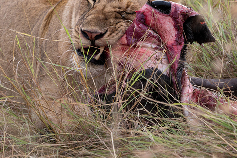 Viaggio di un giorno da Nairobi a Maasai Mara - AWNairobi: Escursione di un giorno nella Riserva Nazionale di Maasai Mara - Privato