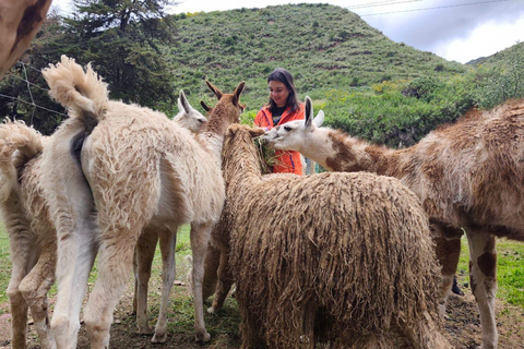 From Cusco: Sunset Llama Trek with Stargazing & Bonfire
