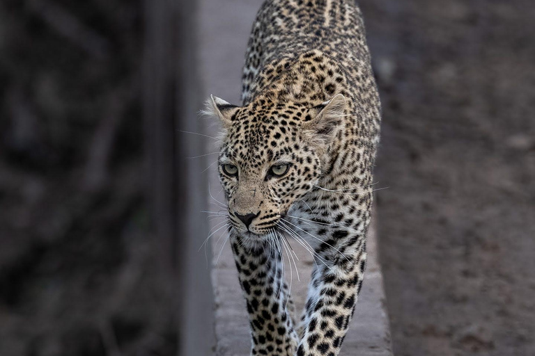 Viaggio di un giorno da Nairobi a Maasai Mara - AWNairobi: Escursione di un giorno nella Riserva Nazionale di Maasai Mara - Privato