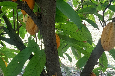 Chiapas: an inner journey in a sustainable food forest