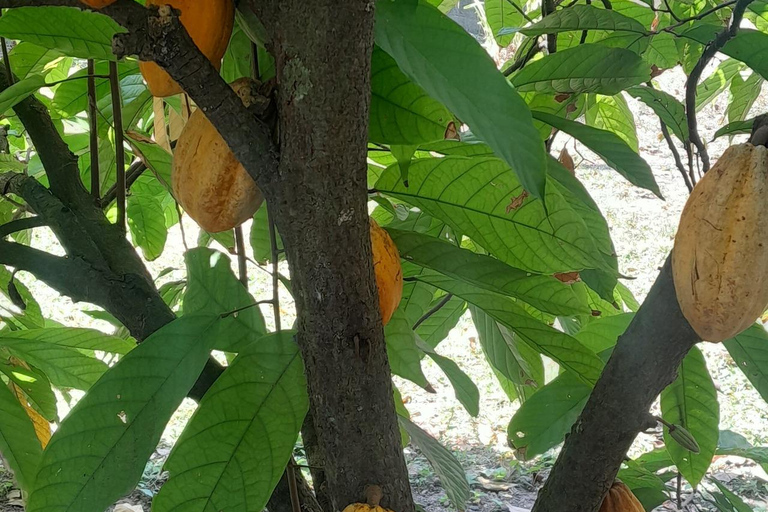 Chiapas: an inner journey in a sustainable food forest