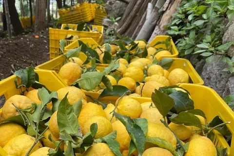 Maiori: Amalfi Coast Path of Lemons Day Trip with Tastings