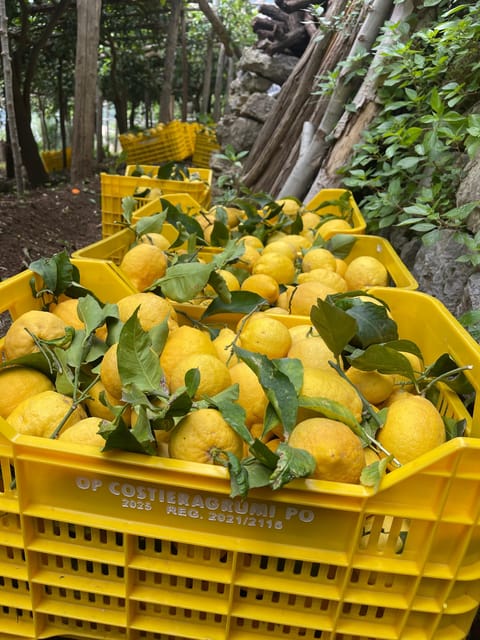 Yellow plastic crates full of freshly picked lemons with their leaves stand in a lemon grove