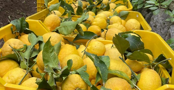 Maiori: Tagestour zur Amalfiküste mit Zitronenverkostung